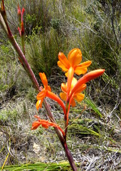 Watsonia schlechteri