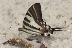 Protographium leosthenes