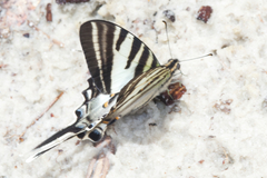 Protographium leosthenes