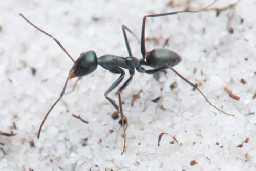 Iridomyrmex gracilis