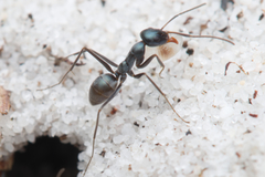 Iridomyrmex bicknelli