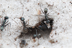Iridomyrmex bicknelli