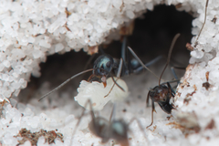 Iridomyrmex bicknelli