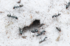 Iridomyrmex bicknelli