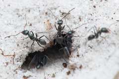 Iridomyrmex bicknelli