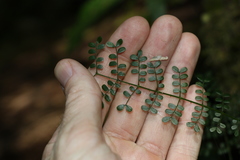 Mezoneuron brachycarpum