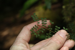 Mezoneuron brachycarpum