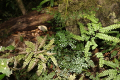 Mezoneuron brachycarpum