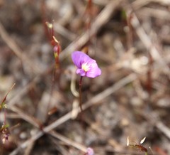 Utricularia violacea