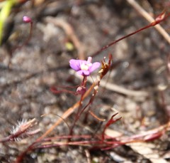 Utricularia violacea