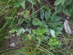Golovinomyces cynoglossi