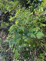 Phyllanthus reticulatus reticulatus