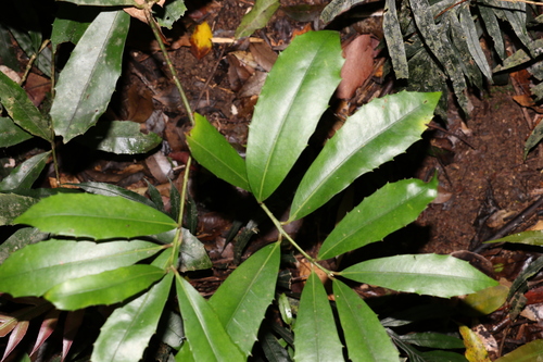Image of Wilkiea austroqueenslandica by (c) Greg Tasney, some rights reserved (CC BY-SA)