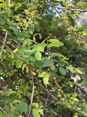 Phyllanthus reticulatus reticulatus