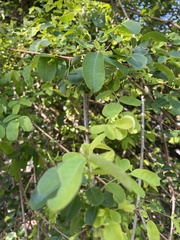 Phyllanthus reticulatus reticulatus