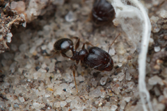 Pheidole anthracina