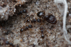 Pheidole anthracina
