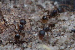 Pheidole anthracina