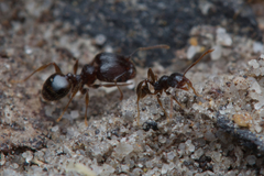 Pheidole anthracina