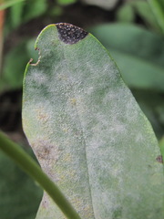 Golovinomyces cynoglossi