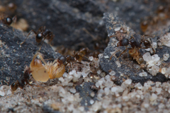 Pheidole anthracina