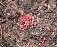 Drosera nitidula