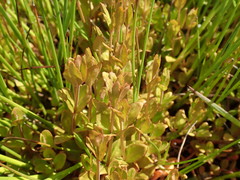 Epilobium chionanthum