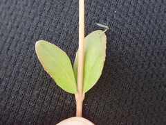 Epilobium chionanthum