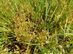Epilobium chionanthum