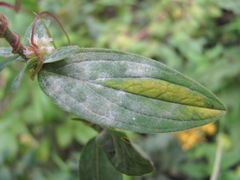 Erysiphe hyperici