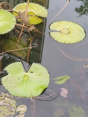 Brachydiplax chalybea