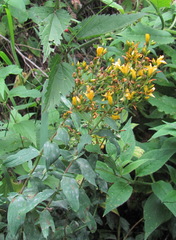 Erysiphe hyperici