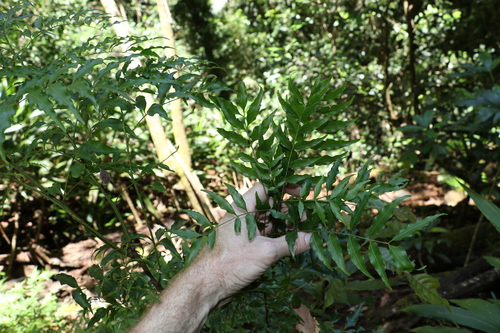 Image of Lepiderema pulchella by (c) Greg Tasney, some rights reserved (CC BY-SA)