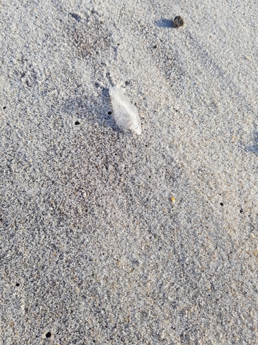 photo of By-the-wind Sailor (Velella velella)