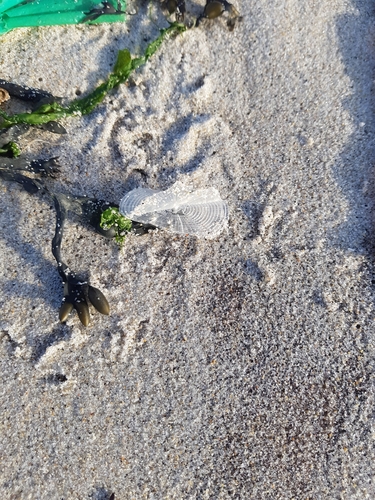 photo of By-the-wind Sailor (Velella velella)