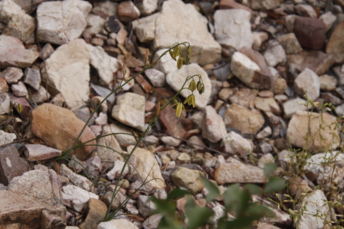 Image of Cerastium capense by (c) Tony Rebelo, some rights reserved (CC BY-SA)