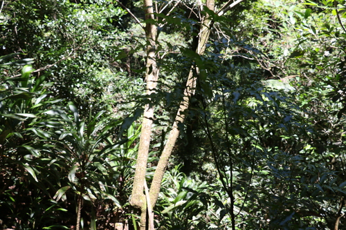 Image of Lepiderema pulchella by (c) Greg Tasney, some rights reserved (CC BY-SA)