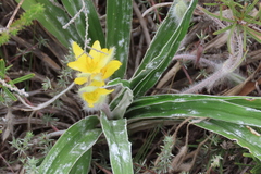Hypoxis stellipilis