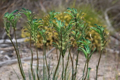 Anigozanthos viridis viridis