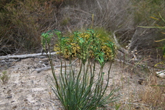 Anigozanthos viridis viridis