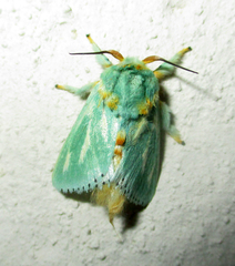 Coenobasis argentilinea