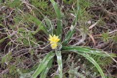 Hypoxis stellipilis