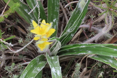 Hypoxis stellipilis