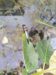 Brachydiplax chalybea