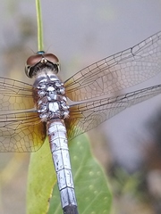 Brachydiplax chalybea