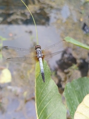 Brachydiplax chalybea