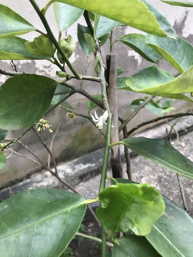 Citrus aurantiifolia iNat (2)