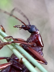 Tanychilus