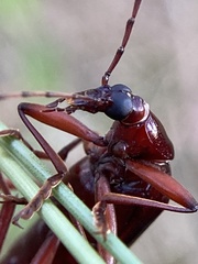 Tanychilus