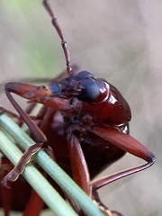 Tanychilus